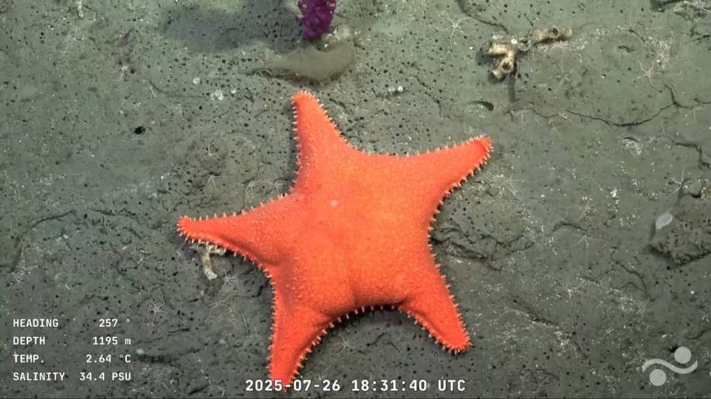 Ciencia en vivo: cómo seguir la expedición del CONICET en el Mar&nbsp;Argentino
