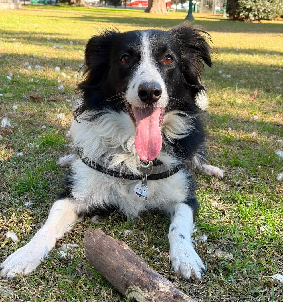 Ranking canino: las razas más inteligentes y por qué se&nbsp;destacan
